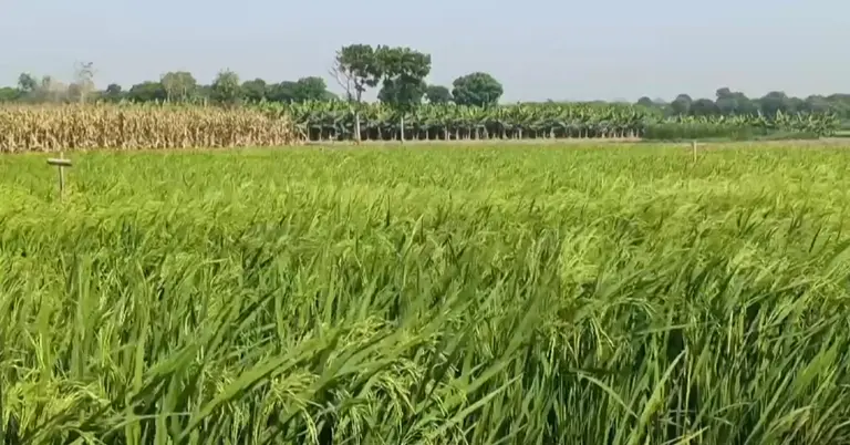 মেহরেপুরের ধান খেত